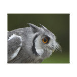 Baby Grey Owl Gallery Wrap Canvas