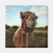 Baby halter magnet