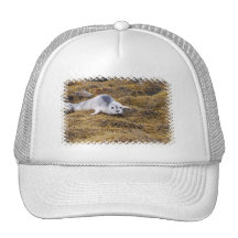 Baby Harbour Seal Baseball Hat