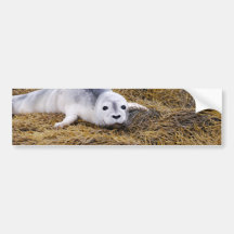 Baby Harbour Seal Bumper Sticker