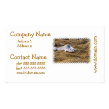 Baby Harbour Seal Business Cards
