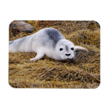 Baby Harbour Seal Premium Magnet
