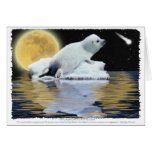 Baby Harp Seal Wildlife Supporter Cards
