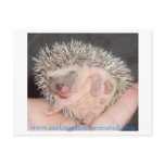 Baby hedgehog Postcard