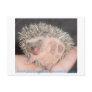Baby hedgehog Postcard