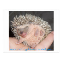 Baby hedgehog Postcard