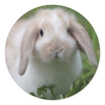 Baby Holland Lop Bunny Sticker