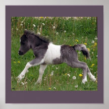 Baby Horse Poster
