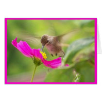 Baby Hummingbird Card