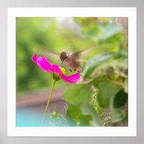 Baby Hummingbird & Cosmos Daisy  Print