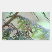 Baby Hummingbird Sticking Out Its Tongue Rectangular Stickers