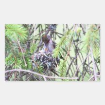 Baby Hummingbirds in a Nest Rectangle Sticker