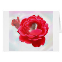 Baby in a Rose Card