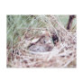 Baby in Nest Postcard
