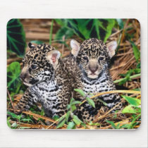 Baby jaguars mousepads
