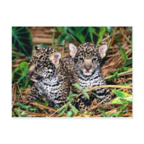 Baby jaguars post card