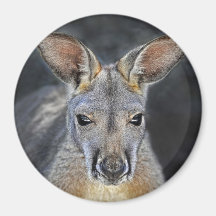 Baby Joey Red Kangaroo Close-Up Fridge Magnet