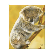 Baby Koala Bear Gallery Wrapped Canvas