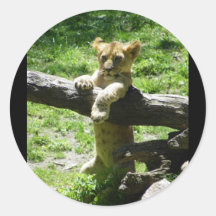 Baby Lion Cub On Branch Round Stickers