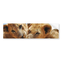 Baby lion love bumper sticker