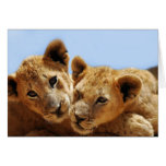 Baby lion love cards