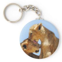Baby lions love key chains