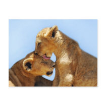 Baby lions love postcards
