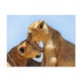 Baby lions love postcards