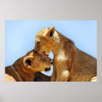Baby lions love posters