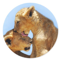 Baby lions love round stickers