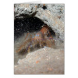 Baby Lobster with large eyes Card