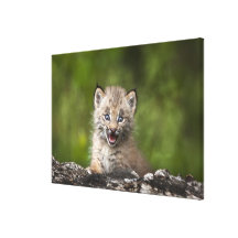 Baby Lynx  Looking Over A Fallen Tree Gallery Wrap Canvas