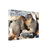 Baby Marmots