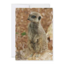 Baby Meerkat Invitation
