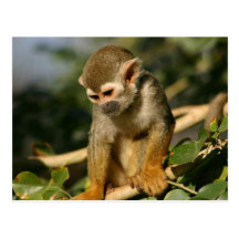 Baby Monkey Post Cards