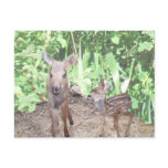 Baby moose calf and fawn postcard