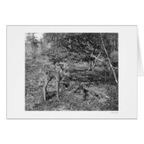 Baby Moose In Alaska 1915 Card