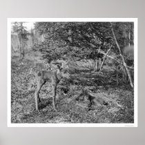 Baby Moose In Alaska 1915 Posters