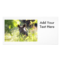 Baby Moose Photo Greeting Card