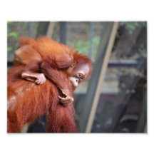 Baby Orangutan Art Photo