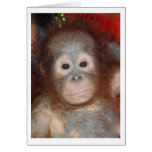 Baby Orangutan at Great Ape Center in Borneo Greeting Cards