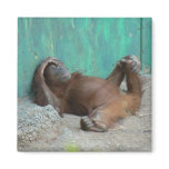Baby orangutang resting