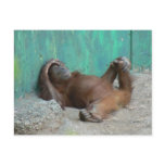 Baby orangutang resting