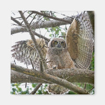 Baby Owl Picture Fridge Magnet