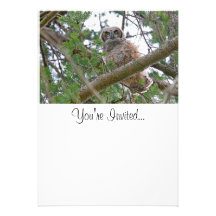 Baby Owl Staring Custom Invite