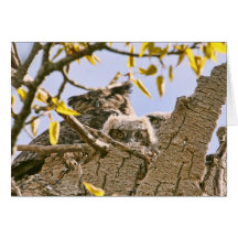 Baby Owls and Mother Owl in a Nest Cards