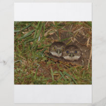 Baby Owls Custom Flyer