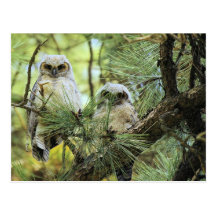Baby Owls Post Card