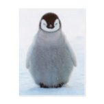Baby Penguin Postcards