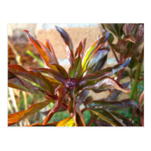 Baby Peony Bud Postcard